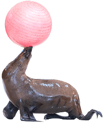 Sea lion performance
