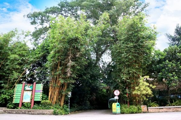 Kelumpang Trail