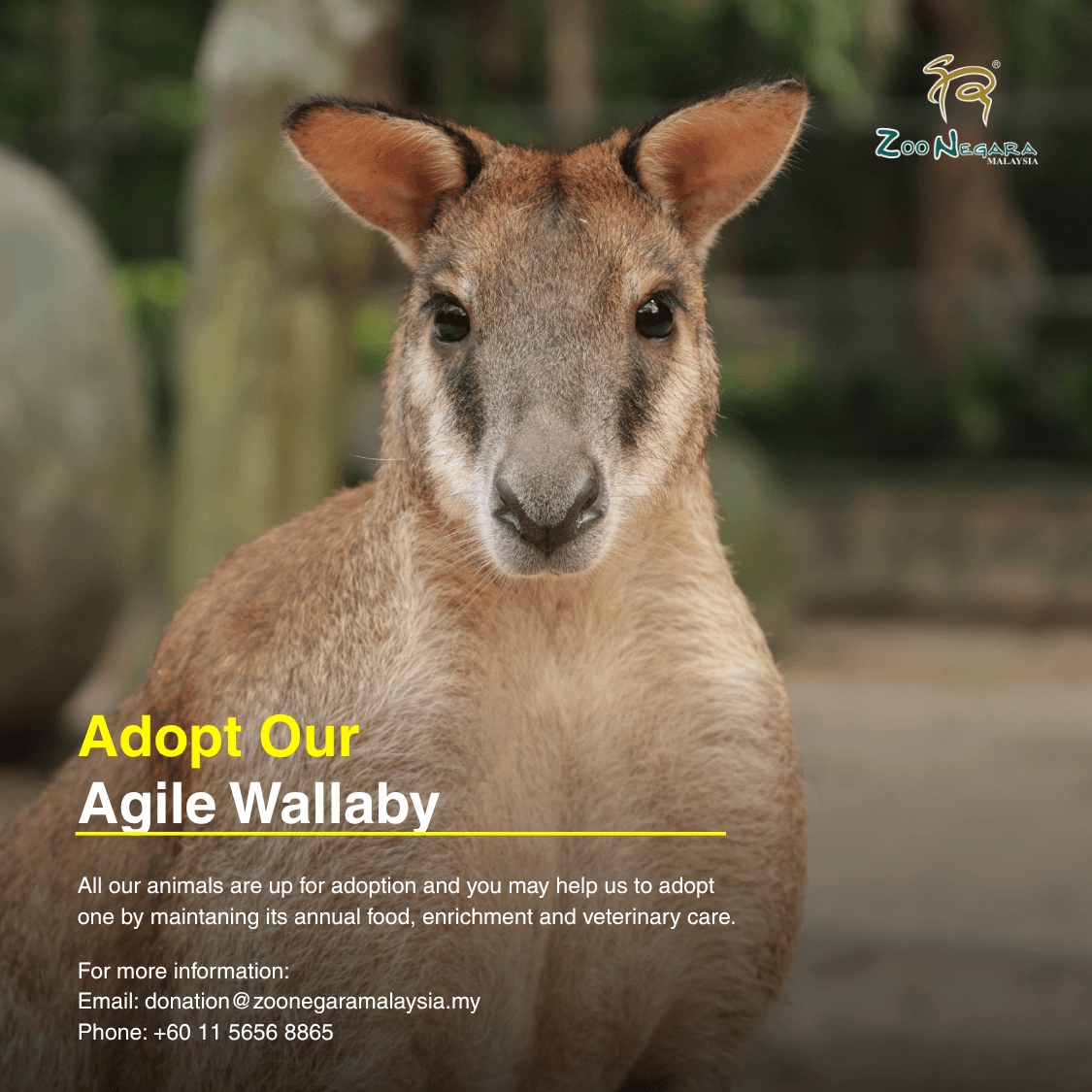 Wallaby